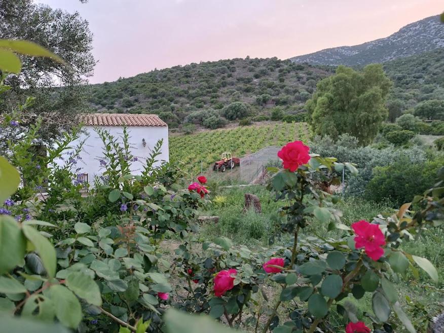Agriturismo Sa Conca Ruia Orosei Zewnętrze zdjęcie